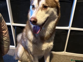 Siberian Husky dogs Ghost - Advert 6