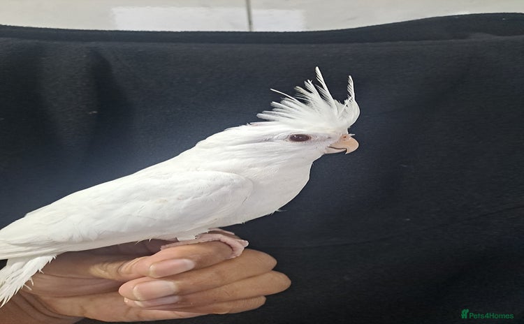 Cockatiels birds - Advert 5