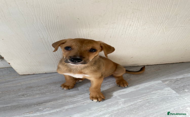 Mixed Breed dogs - Advert 10