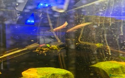 Other/Mixed Breed fish for sale: Free fish for rehoming - Image 2