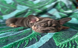 French Bulldog dogs for sale: French Bulldog 4 Boys and 3 girls  - Image 8