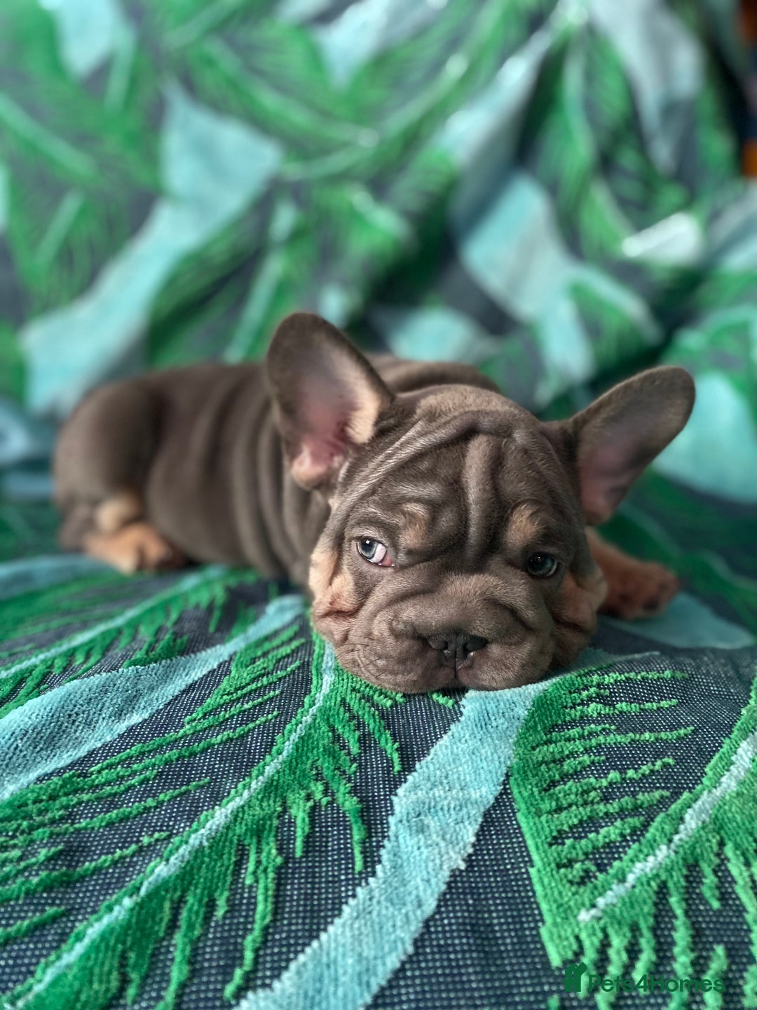 French Bulldog dogs for sale: French Bulldog 4 Boys and 3 girls  - Image 8