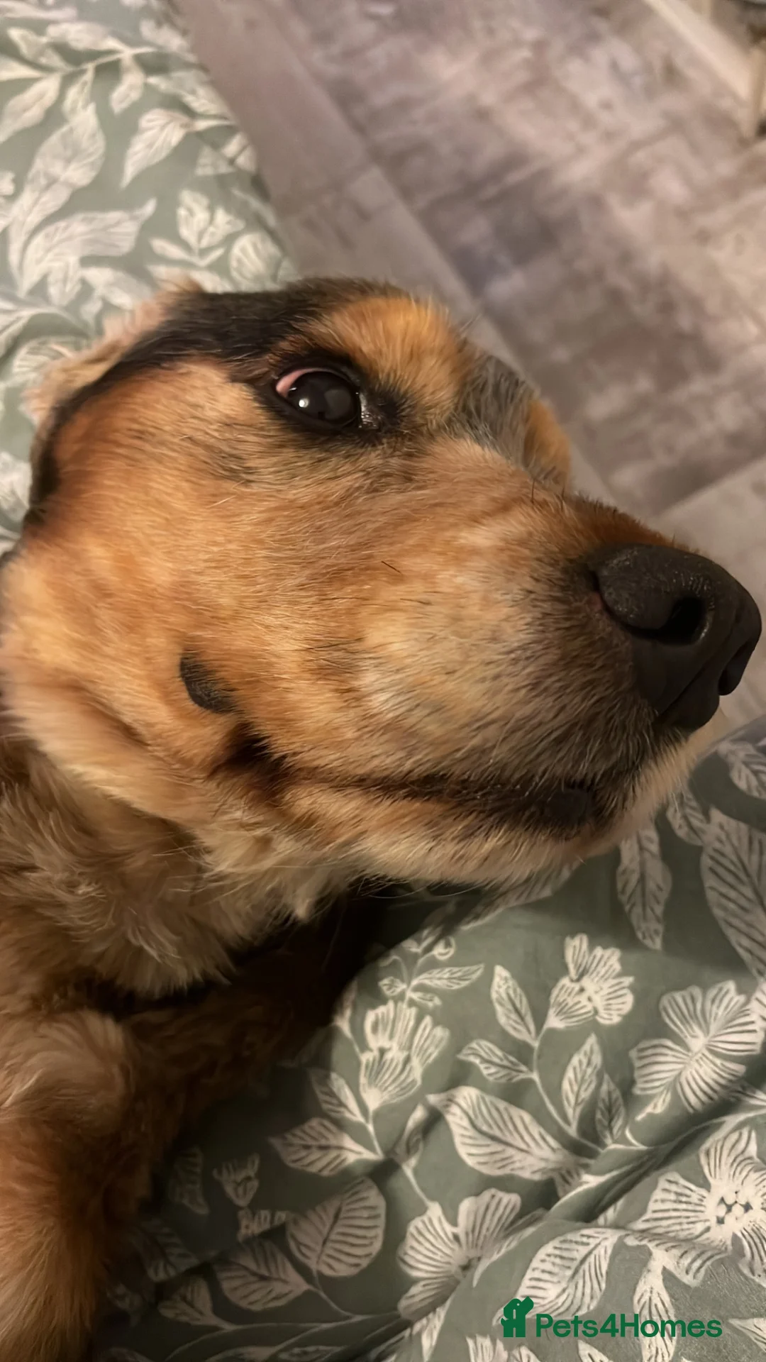 Cocker Spaniel dogs for sale: Cocker Spaniel  in Swindon - Advert 4