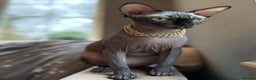 Sphynx cats for sale: Blue Sphynx Active Breeding Potential HCM Clear - Advert 2
