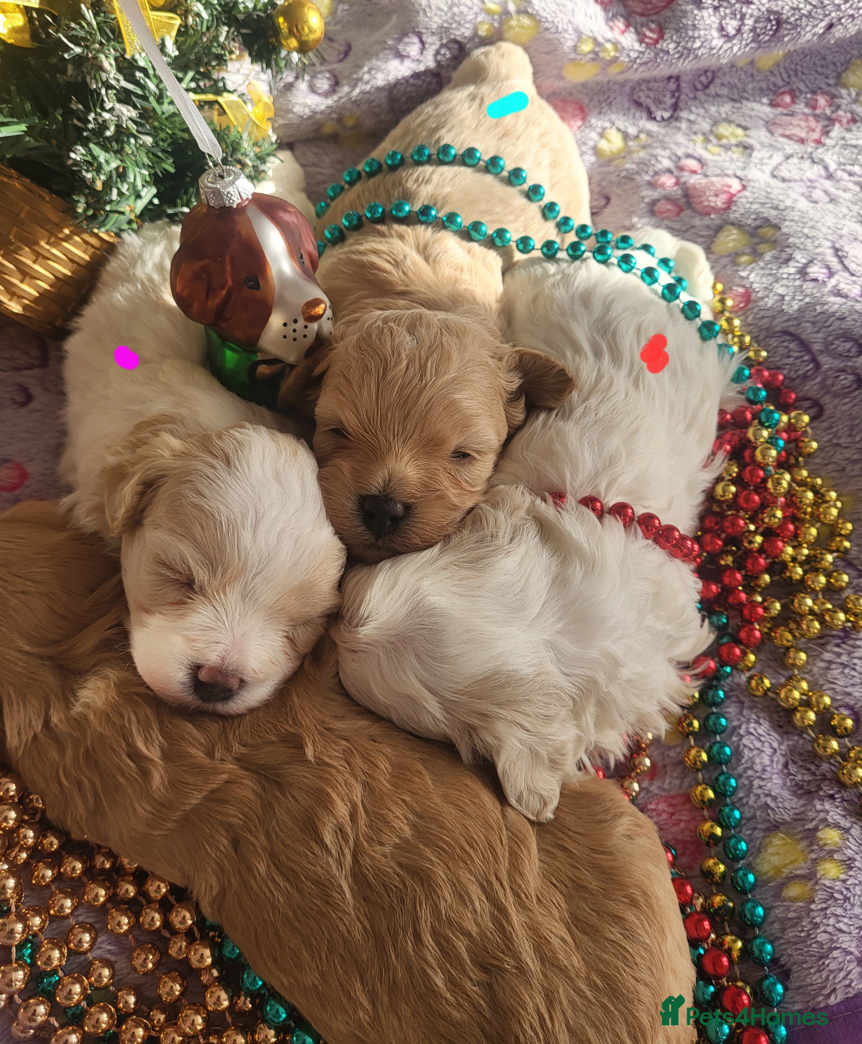 Maltipoo dogs Toy maltipoo puppies  - Advert 2