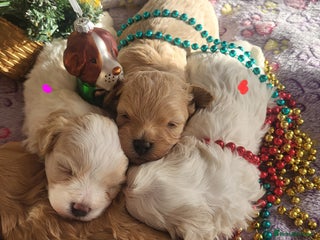 Maltipoo dogs Toy maltipoo puppies - Advert 18