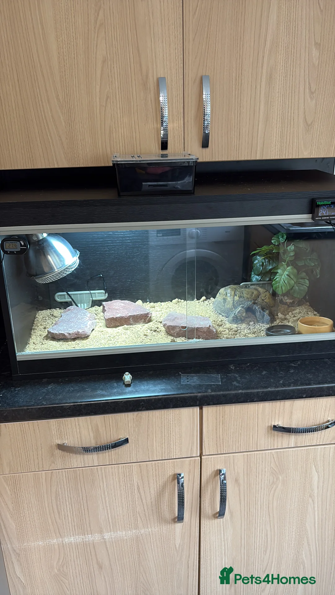 Leopard Gecko reptiles for sale: Leopard gecko  - Advert 2