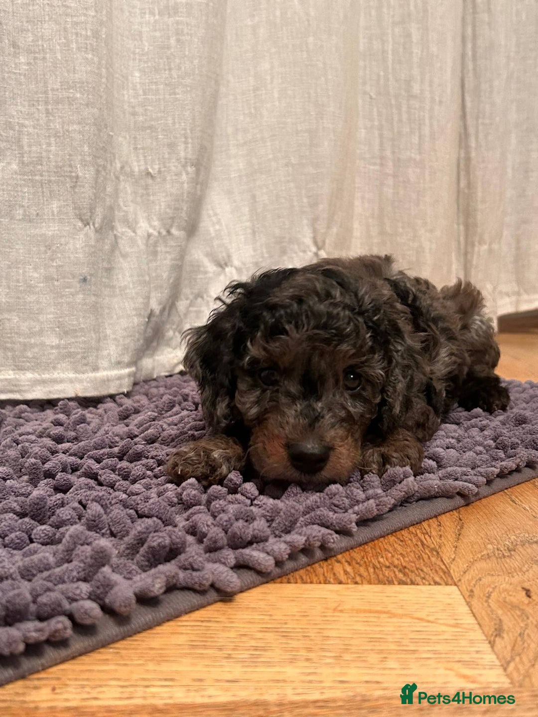 Cockapoo dogs for sale: Fb2 miniature cockapoo - Advert 28