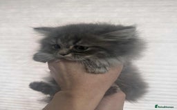 British Longhair cats for sale: British long hair kittens - Advert 3