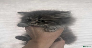 British Longhair cats - Advert 2