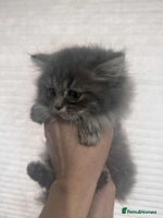 British Longhair cats - Advert 2