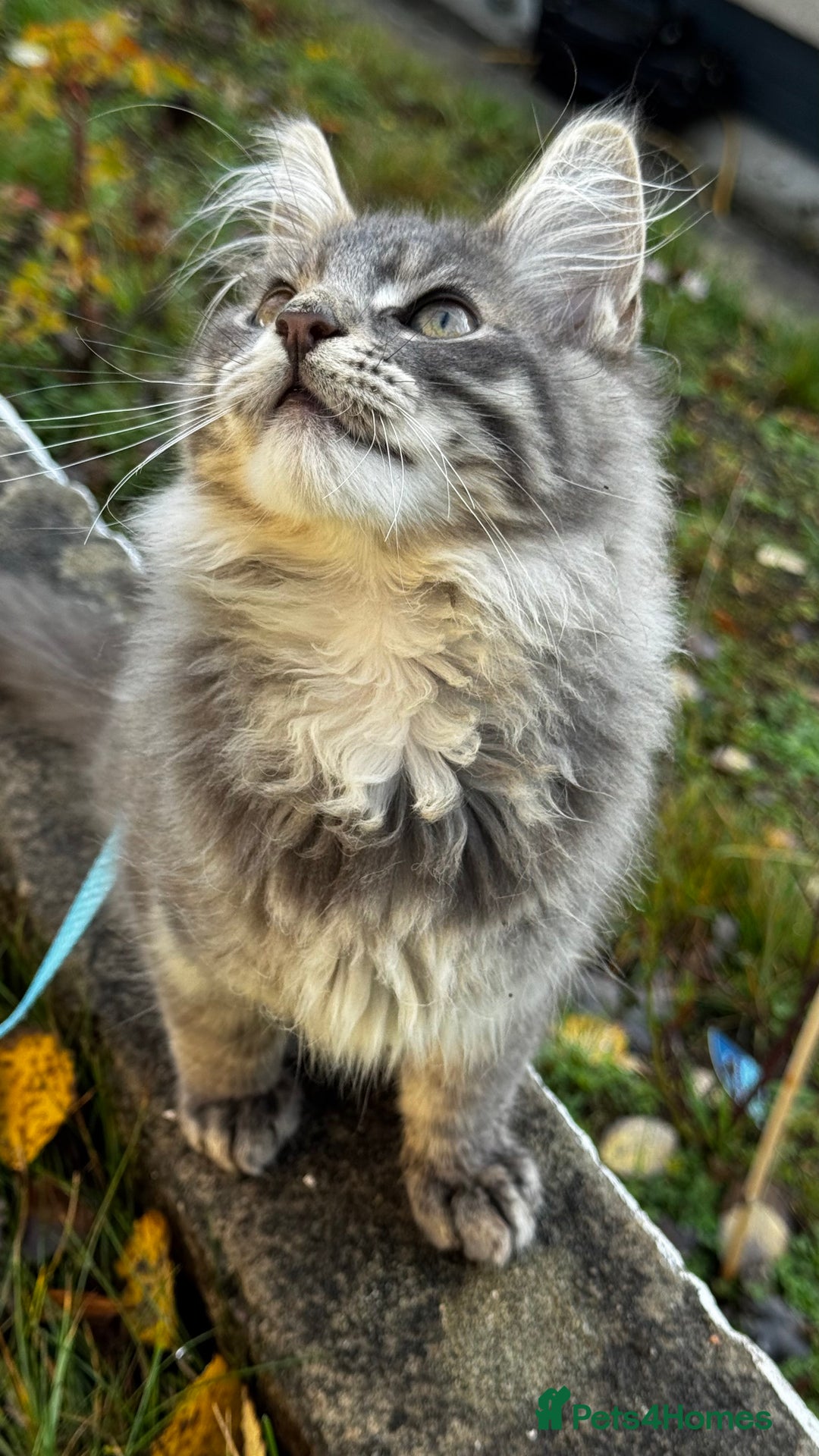 Maine Coon cats for sale: Beautiful XXL Maine Coon Boy 3 Months Old  - Advert 12