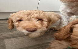 Cockapoo dogs for sale: - 3 Cockapoo Puppies - ! collect today ! Chester - - Image 16
