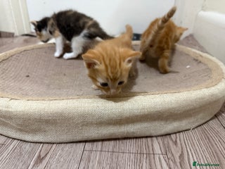 Mixed Breed cats 3 adorable kittens looking for a home - Advert 1
