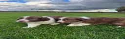 Border Collie dogs for sale: Gorgeous Litter of border collie puppy’s  - Advert 10