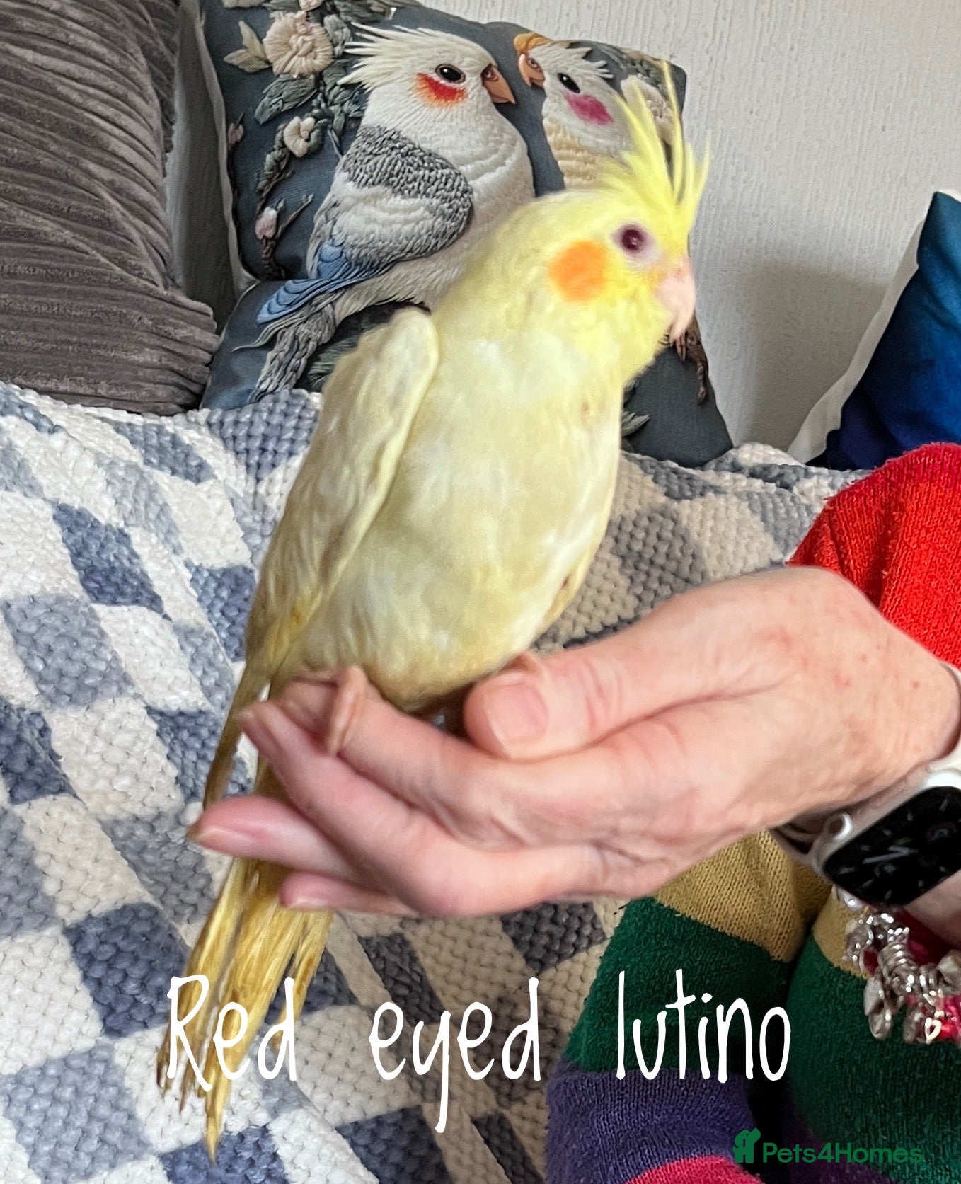 Cockatiels birds Baby hand reared cockatiels  - Advert 13