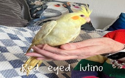 Cockatiels birds for sale: Baby hand reared cockatiels  - Advert 7