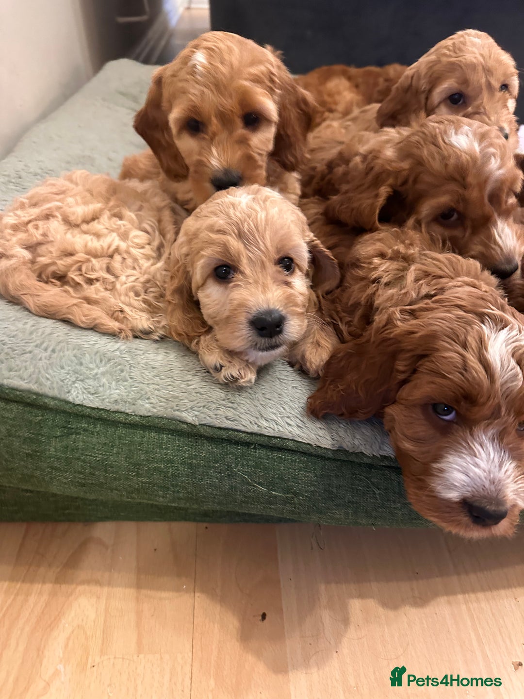 Irish Doodle dogs for sale: READY NOW! Miniature F1 Irish Doodles - Image 7