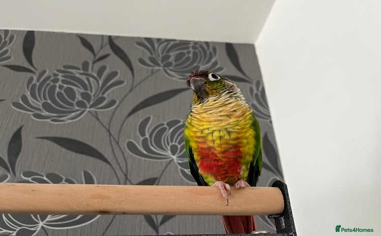 Conures birds - Advert 1