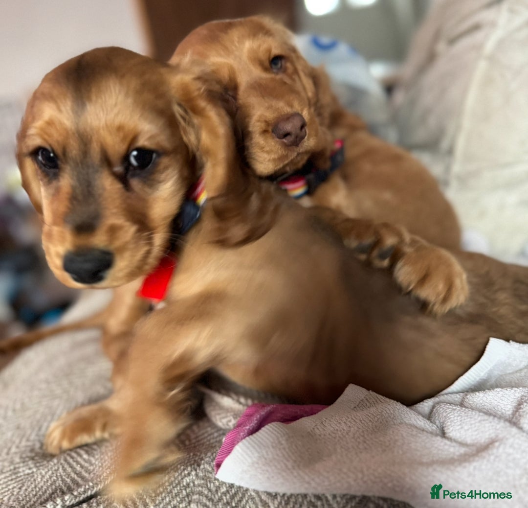 Cocker Spaniel dogs for sale: 2 x Show cocker spaniels (Red) - Image 17