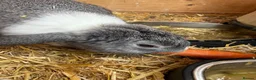 Mini Lion Lop rabbits for sale: Baby Rabbits for sale  - Advert 7