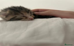 Mixed Breed cats for sale: 3 Beautiful Tabby Kittens  - Advert 6