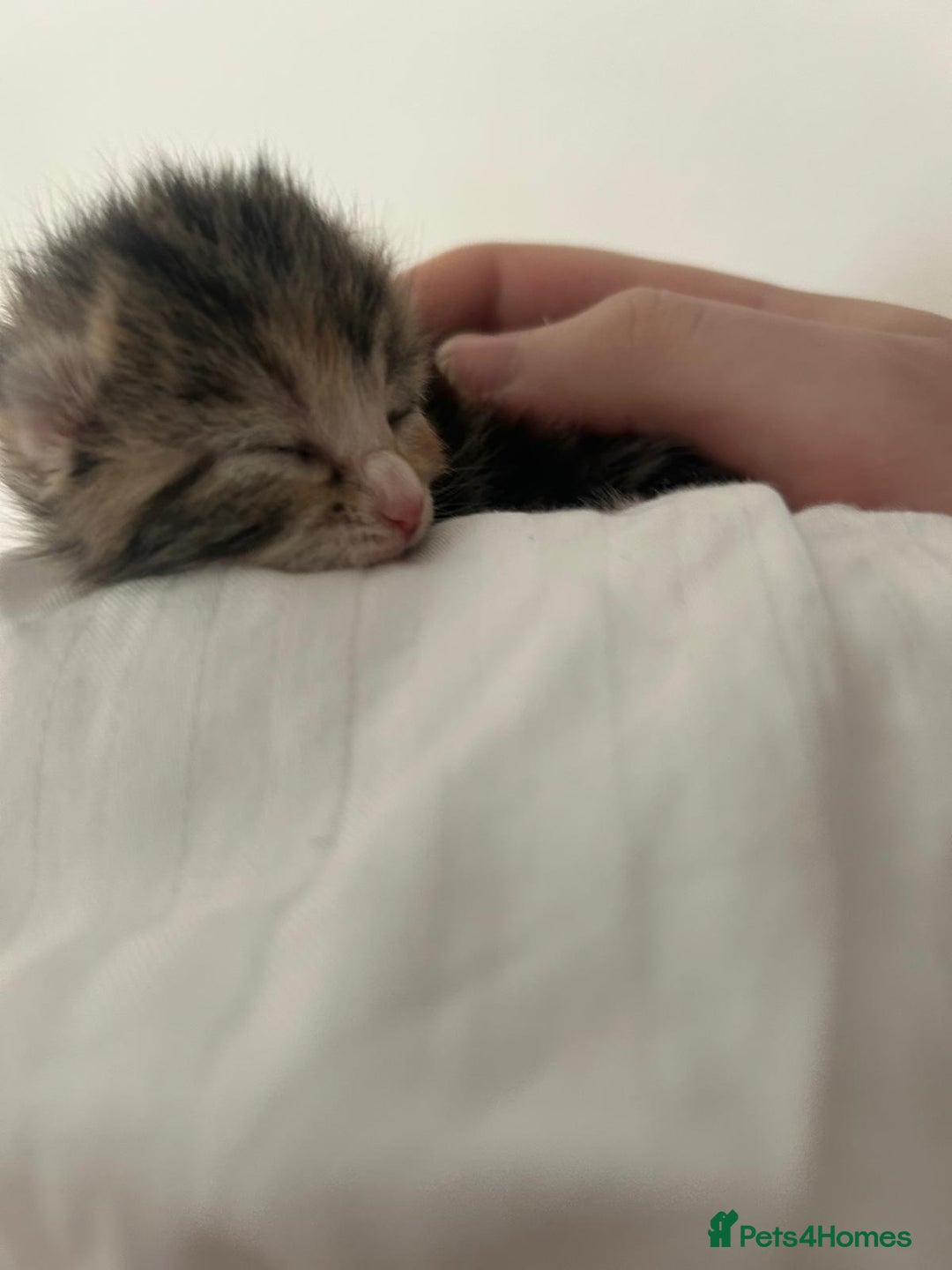 Mixed Breed cats for sale: 3 Beautiful Tabby Kittens  - Advert 6