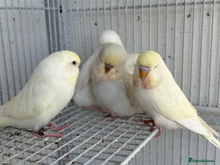 Budgerigars birds Young budgies happy&healthy in London - Advert 4