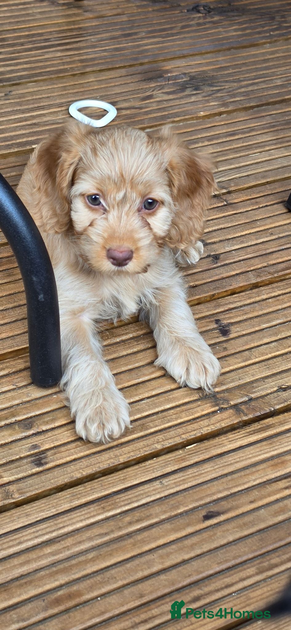 Cockapoo dogs ❤️2 left READY NOW 😍 Female Cockerpoo Puppies 🐶  - Advert 1