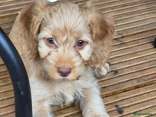 Cockapoo dogs ❤️2 left READY NOW 😍 Female Cockerpoo Puppies 🐶 - Advert 1
