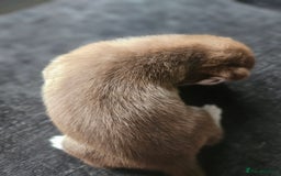 Siberian Husky dogs for sale: Gorgeous Litter of Husky Puppies - Image 32