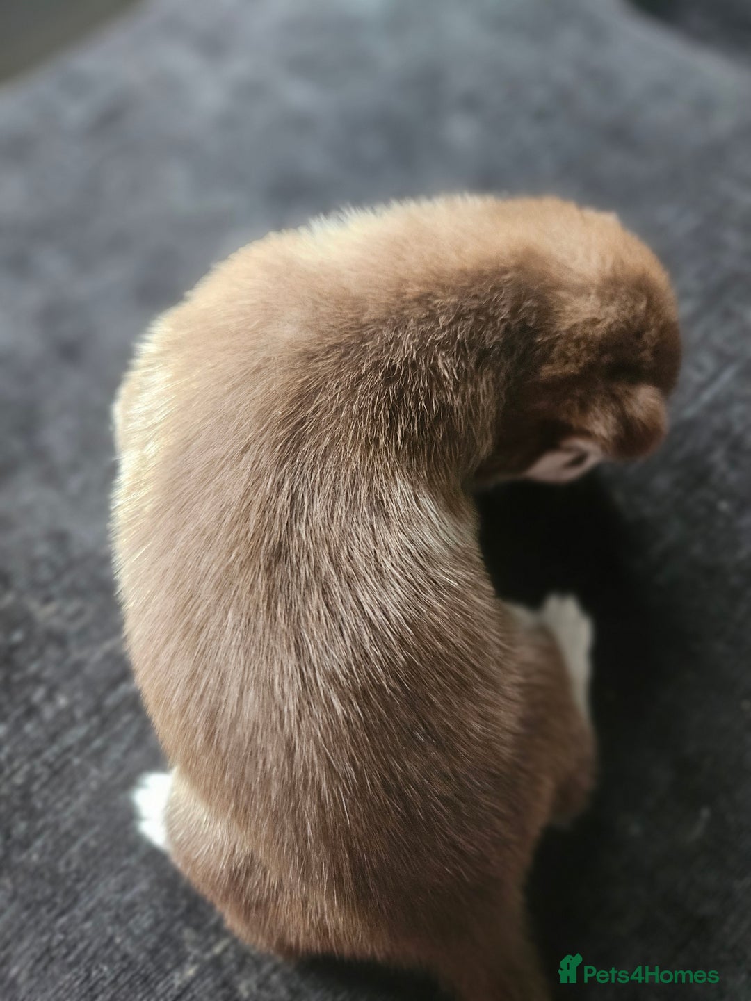 Siberian Husky dogs for sale: Gorgeous Litter of Husky Puppies - Image 32