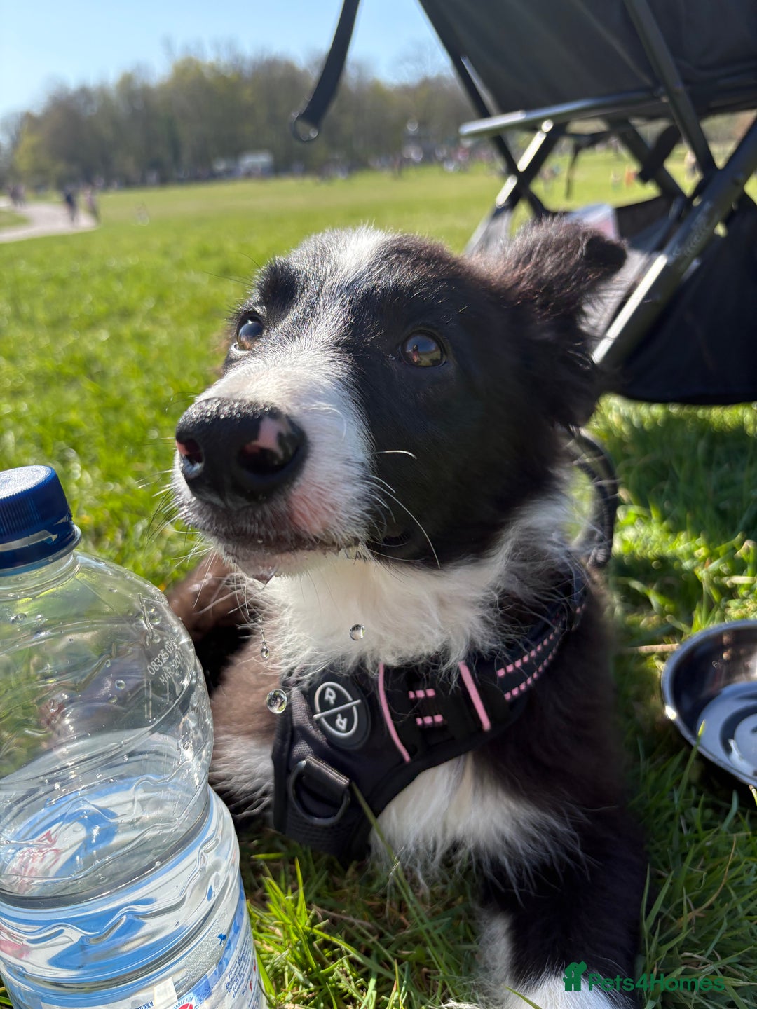 Border Collie dogs for sale: Meet Enzo - Image 9