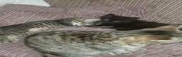 Mixed Breed cats for sale: Kittes  in Huddersfield - Advert 6