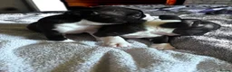 Boston Terrier dogs for sale: Gorgeous Boston terrier pups  - Advert 3