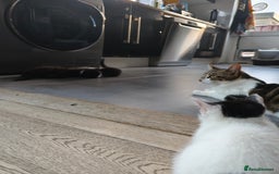 British Shorthair cats for sale: 5 kittens for sale( 4 female ,1 male - Image 16