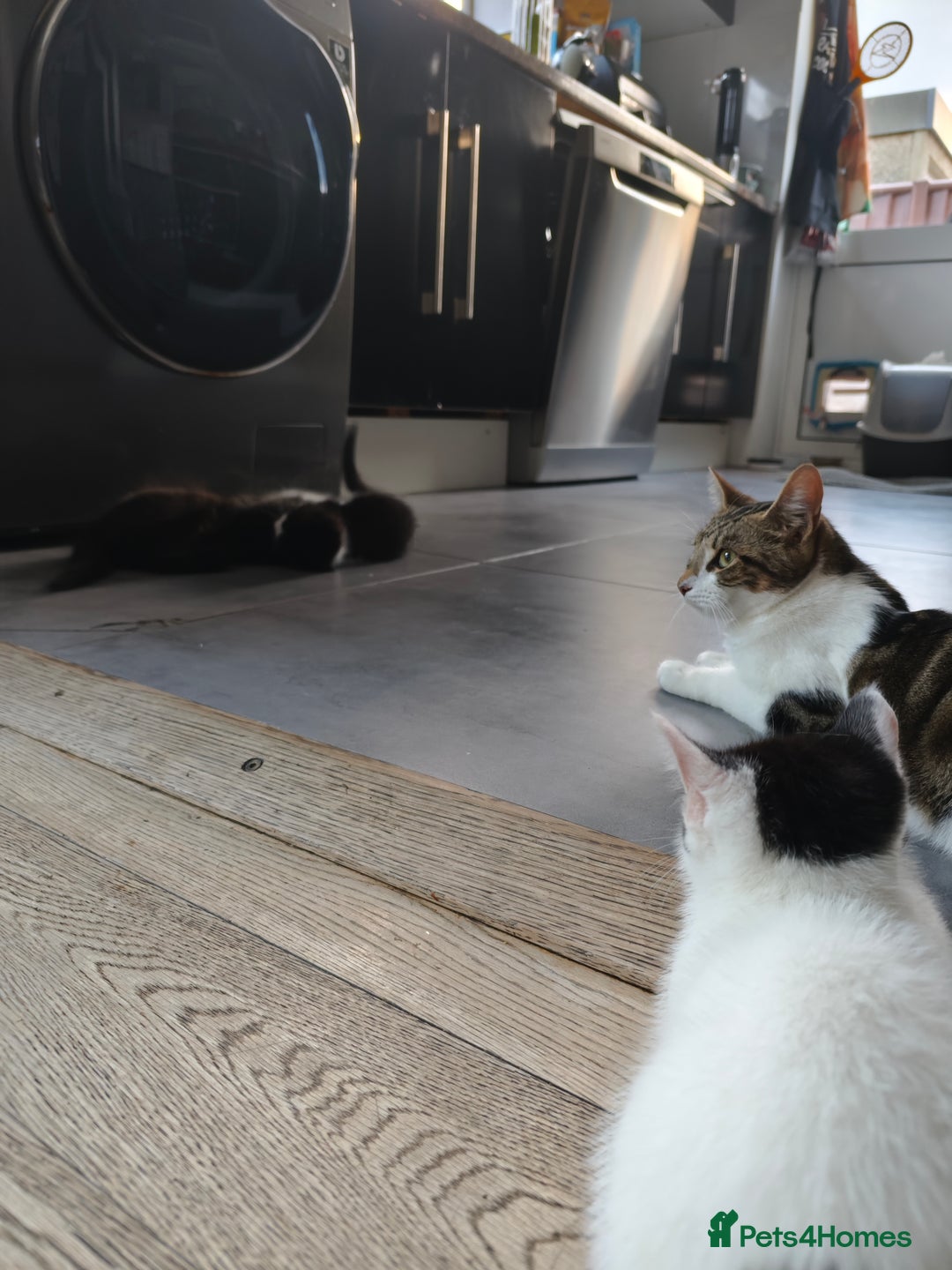 British Shorthair cats for sale: 5 kittens for sale( 4 female ,1 male - Image 16