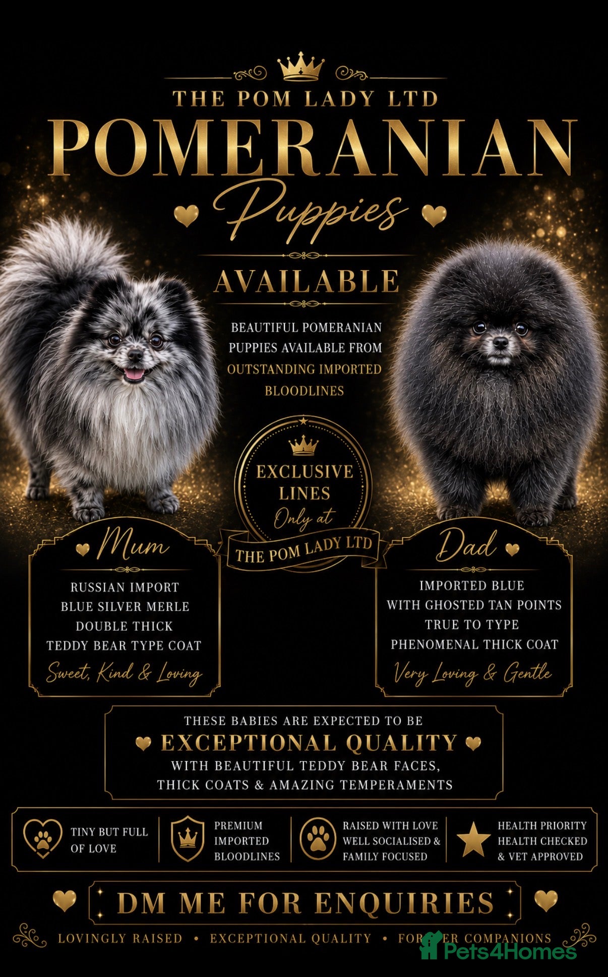 Pomeranian dogs 🧸🧸 1.6 kg PROVEN STUD BOY 🧸🧸 - Advert 2