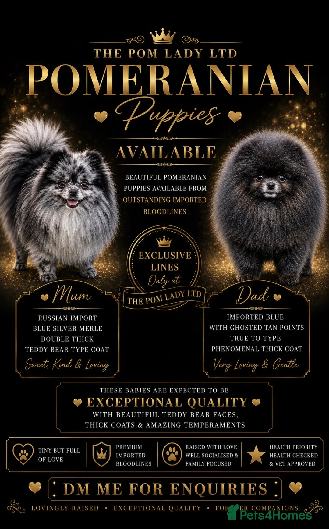 Pomeranian dogs for stud: 🧸🧸 **  TINY 1.6 kg PROVEN STUD BOY 🧸🧸 - Advert 2