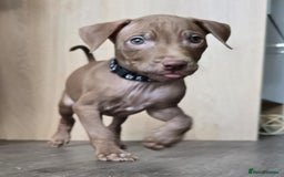Mixed Breed dogs for sale: Staff cross pups - Image 2