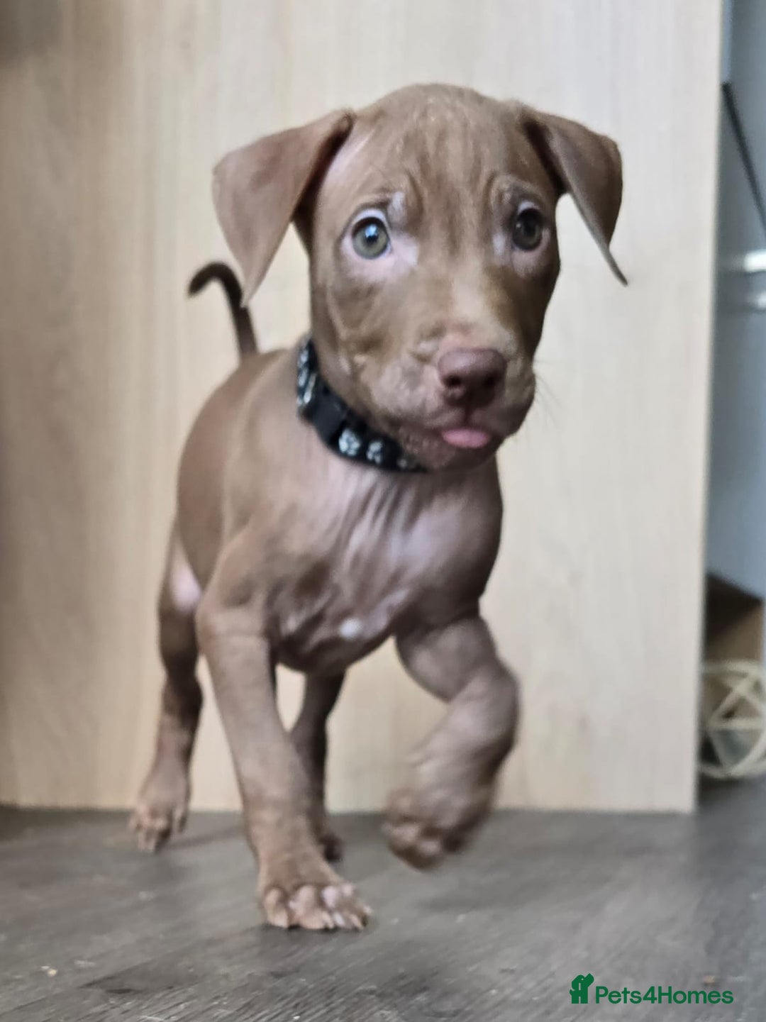 Mixed Breed dogs for sale: Staff cross pups - Image 2