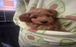 Cavapoo dogs for sale: Cavapoo puppies for sale - Image 16