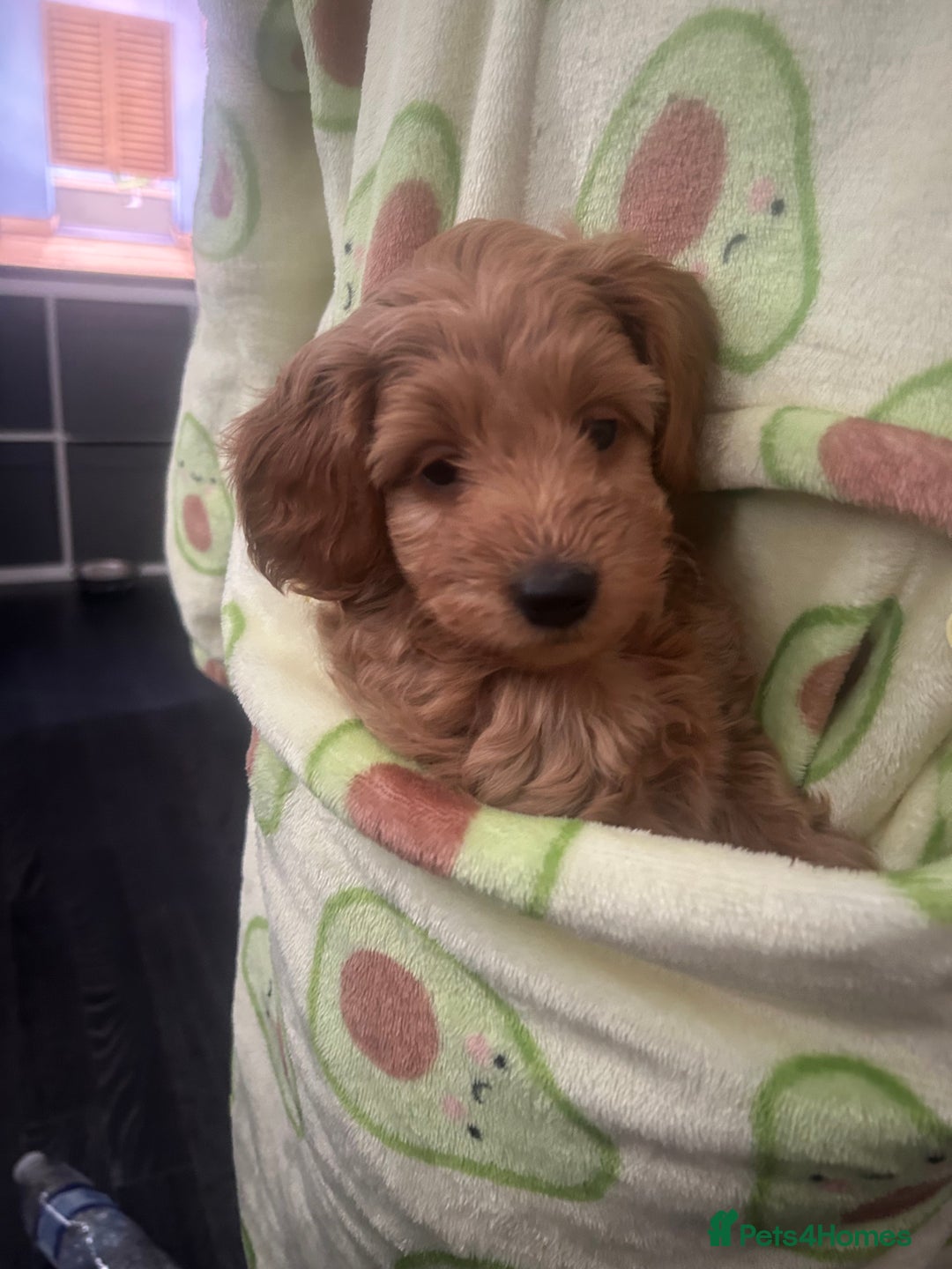 Cavapoo dogs for sale: Cavapoo puppies for sale - Image 16