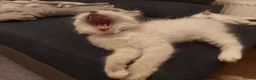 Ragdoll cats for sale: 5 Beautiful Ragdoll Kittens  - Advert 6