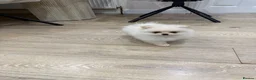 Pomeranian dogs for sale: Pomerian  in Leeds - Advert 3