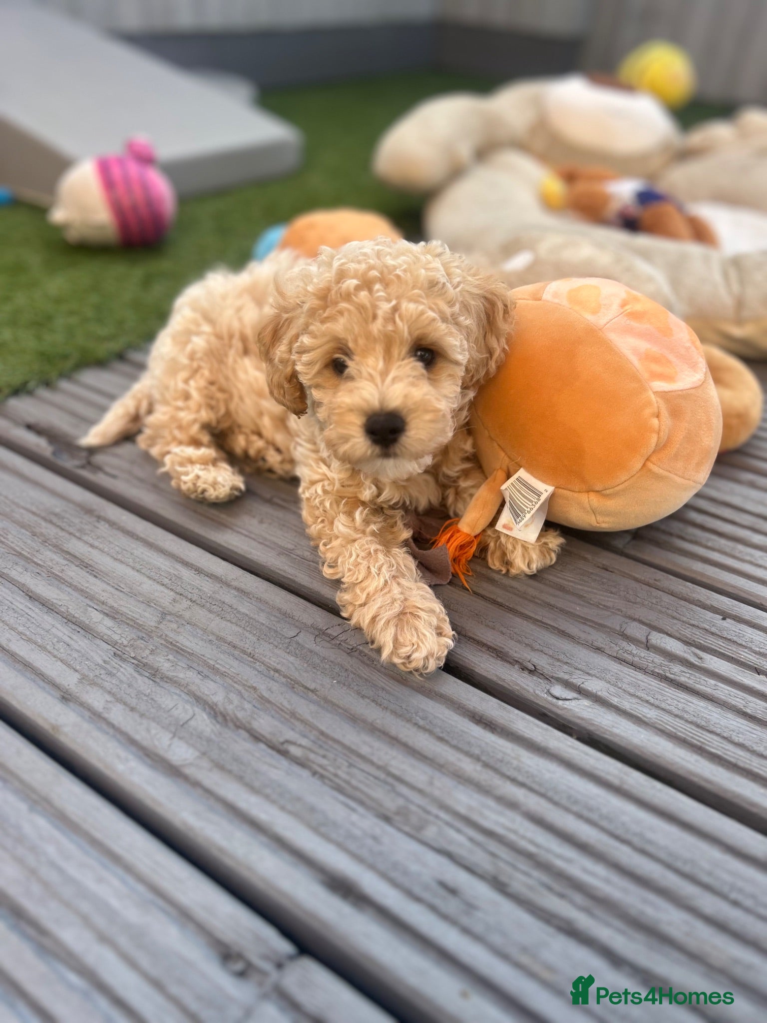Maltipoo dogs Stunning litter of F1B Maltipoos !  - Advert 2