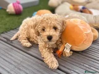 Maltipoo dogs Stunning litter of F1B Maltipoos ! - Advert 2