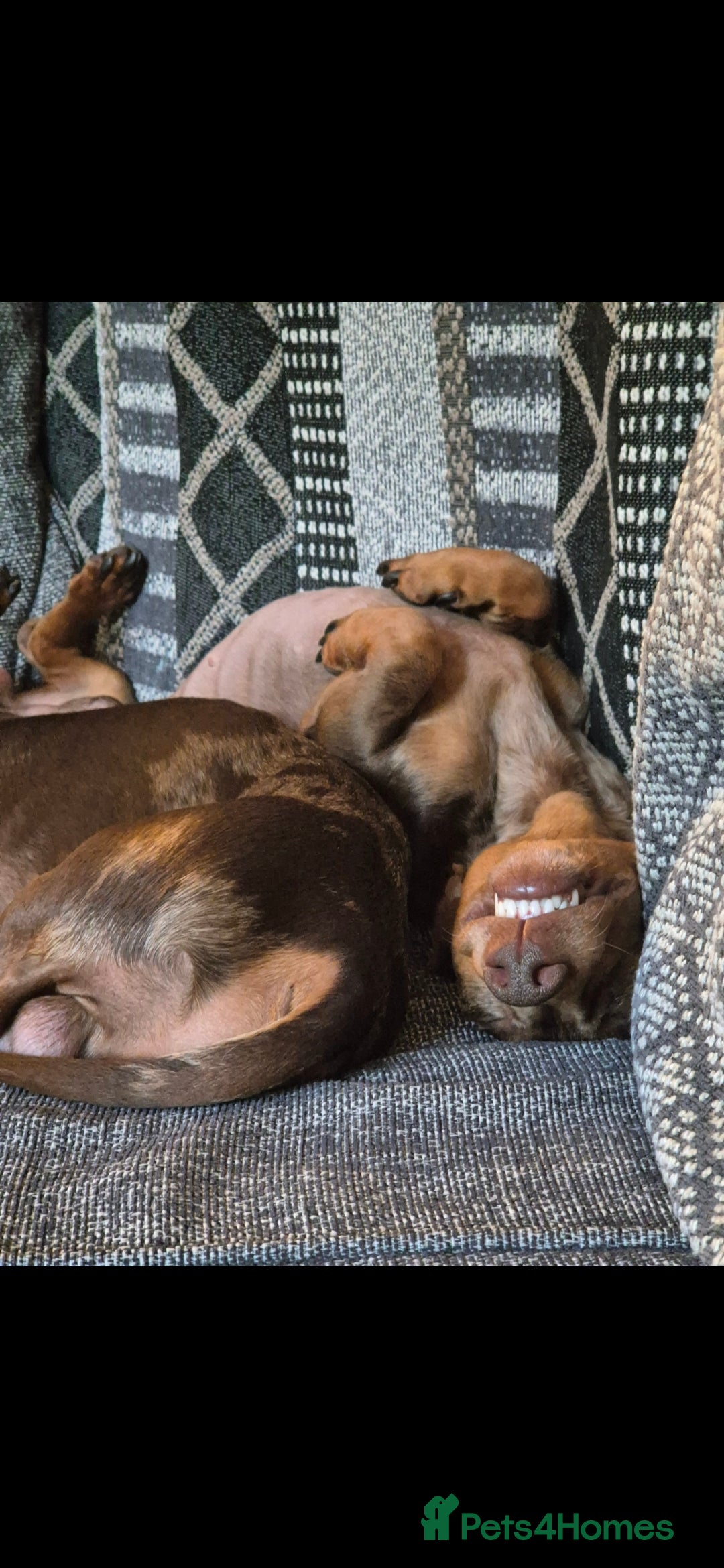 Miniature Dachshund dogs for sale: £800 for 2 male miniature choc dapple dachshunds - Image 2