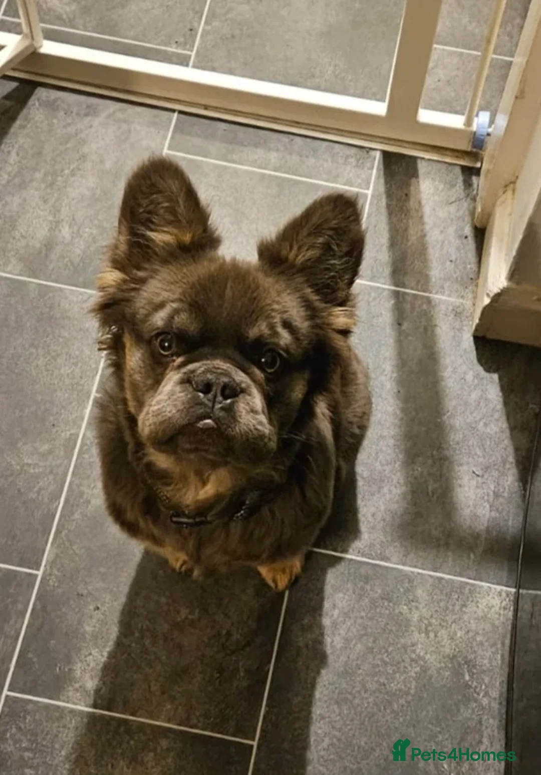 French Bulldog dogs for stud: KC Visual Fluffy Blue Tan  - Advert 4