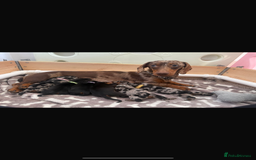 Dachshund dogs for sale: Little sausages  in Taunton - Image 5